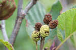 Green alder <BR>Mountain alder